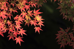 紅