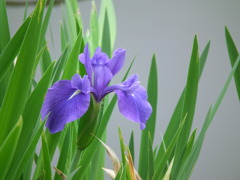 菖蒲