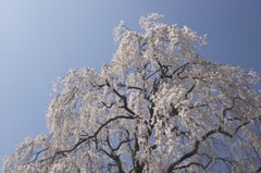 荒町しだれ桜