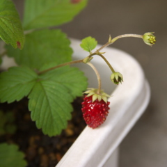 Wild Strawberry
