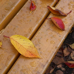 井之頭公園