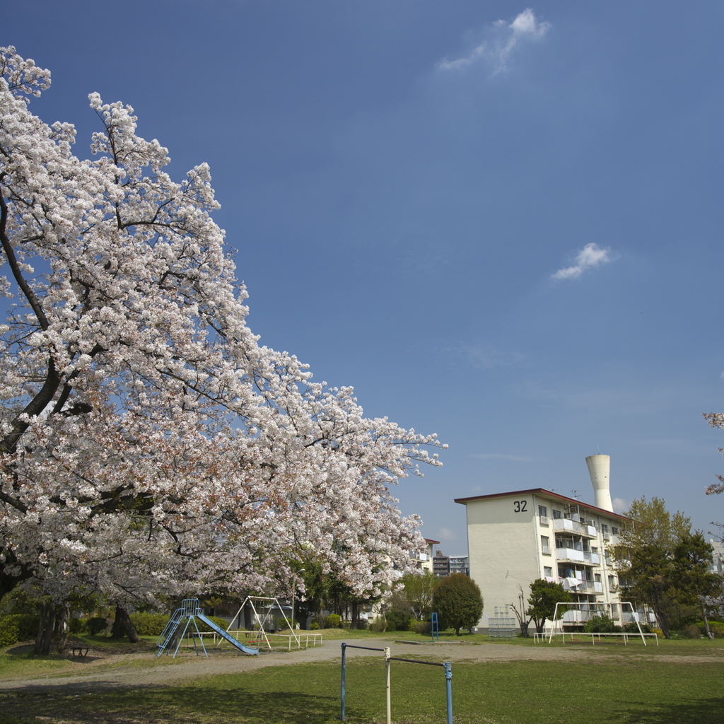 団地　桜