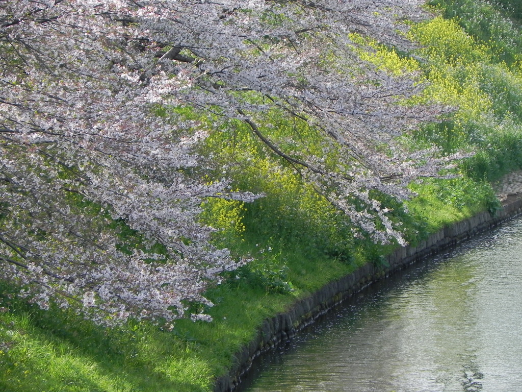 お堀の桜