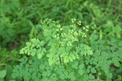 淡緑