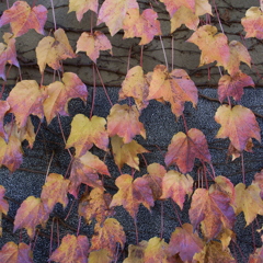アイビー紅葉