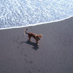 なみうちぎわ