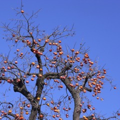 persimmon