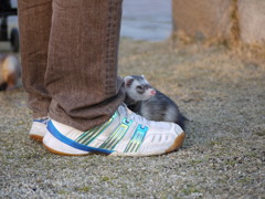 初めてのお散歩