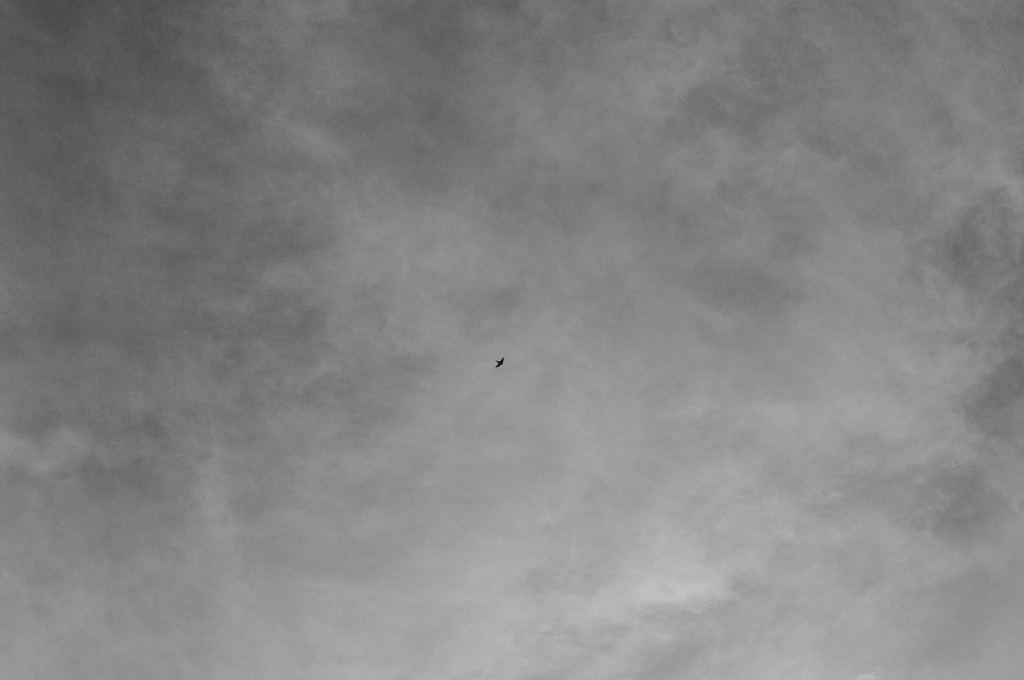 Swallow