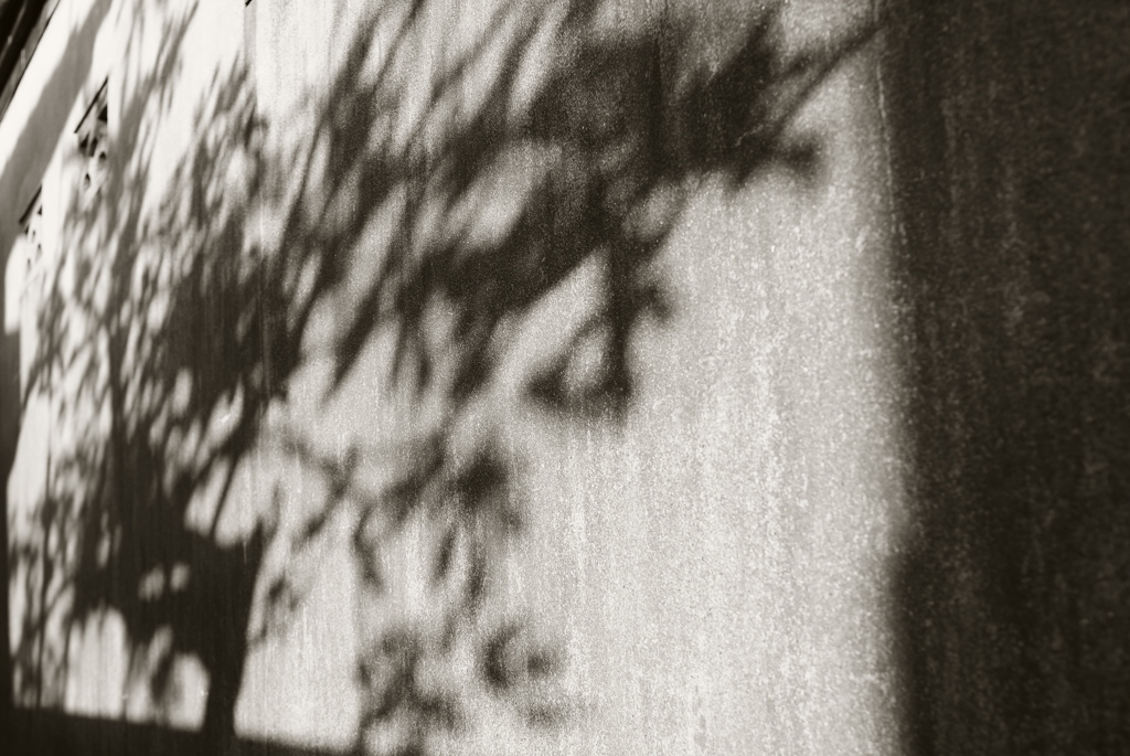Shadow Tree