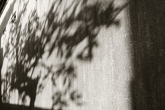 Shadow Tree