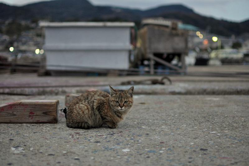 ねこ