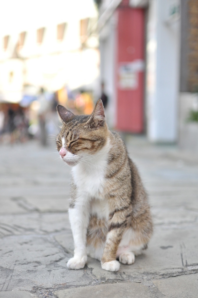 猫