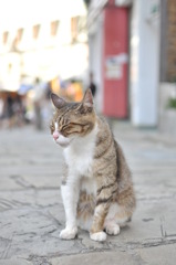 猫