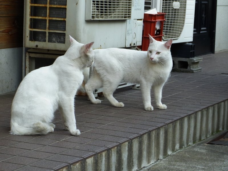 目と目があったら