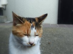 のほほん