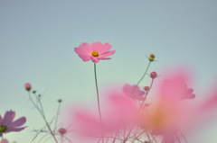 秋桜
