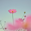 秋桜