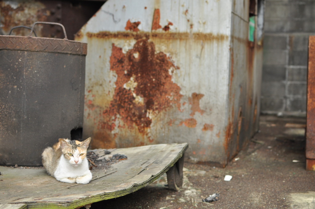 廃墟と野良猫①