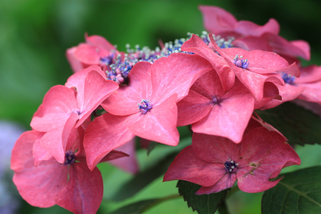 紫陽花