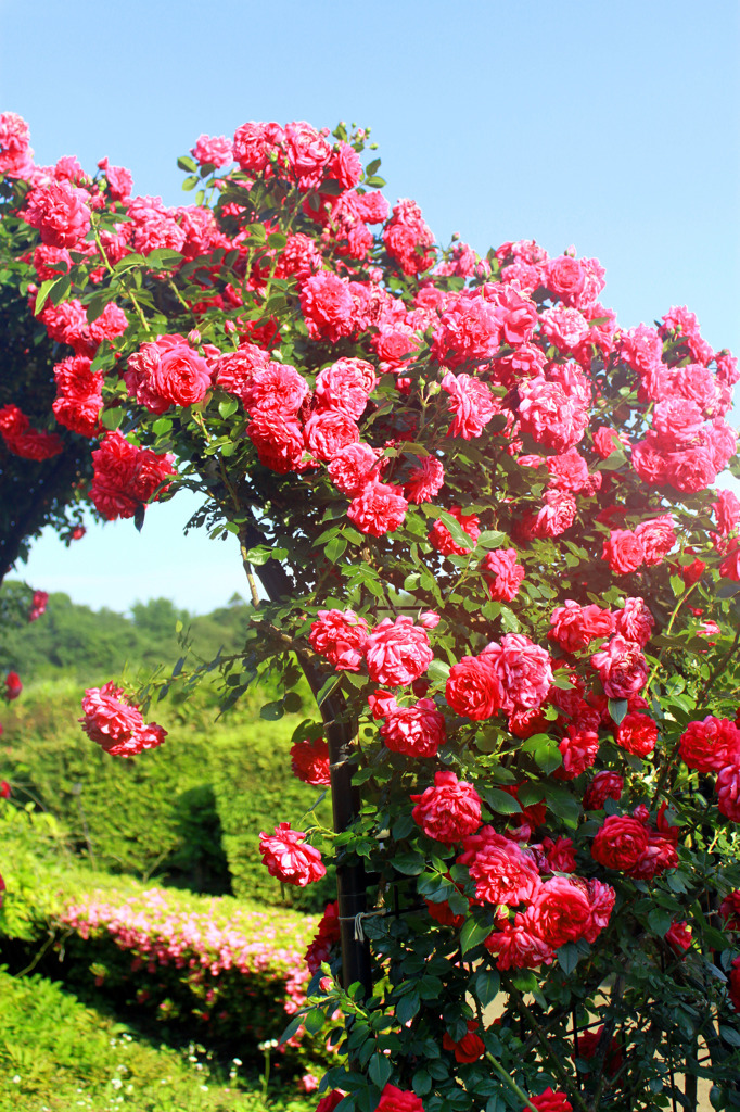 薔薇のアーチ