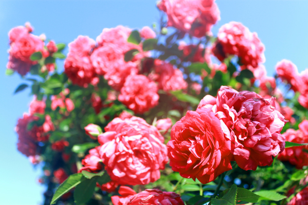 薔薇