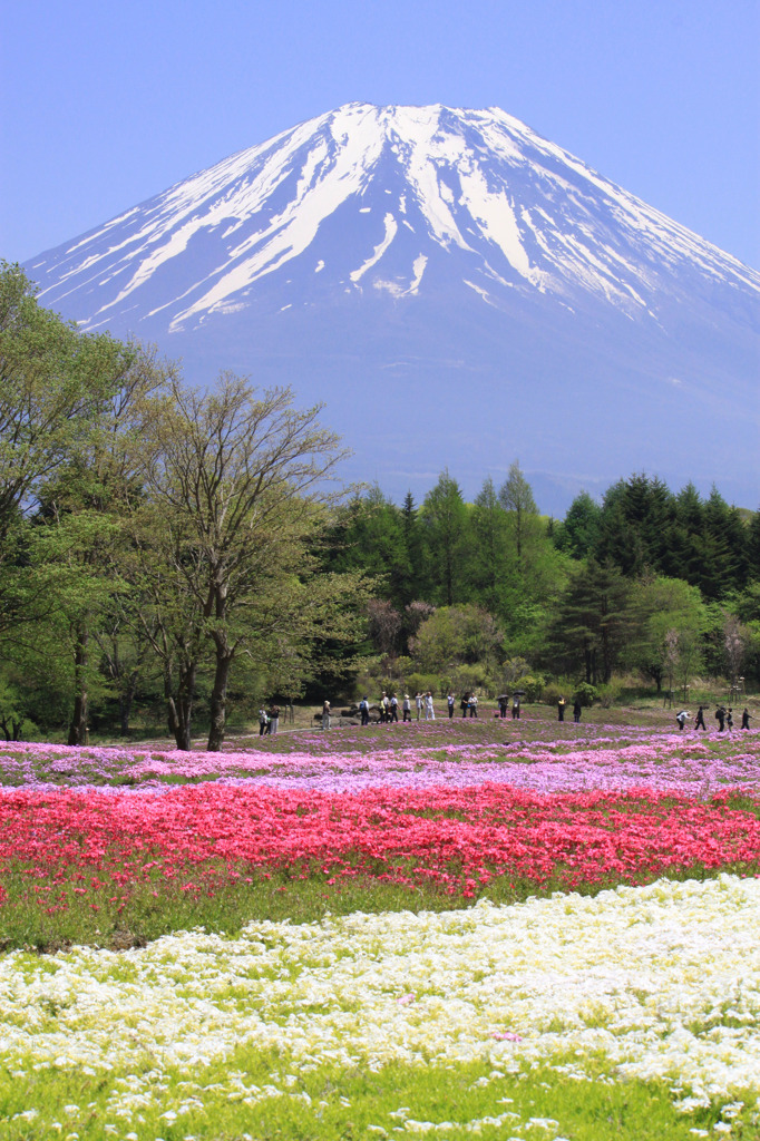 富士芝桜まつり