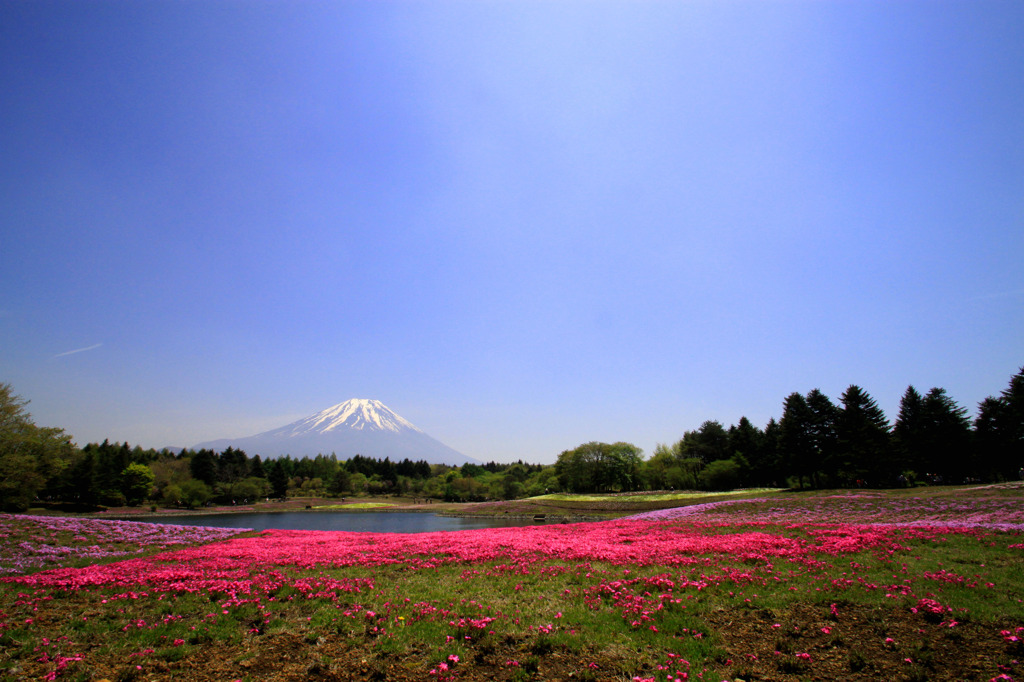 富士柴桜まつり３