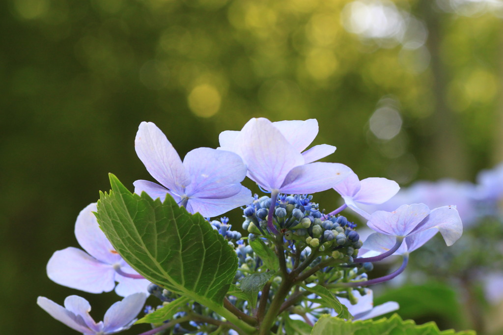 紫陽花