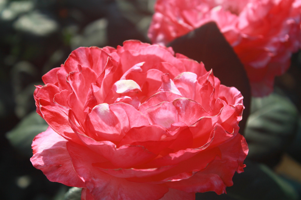 薔薇