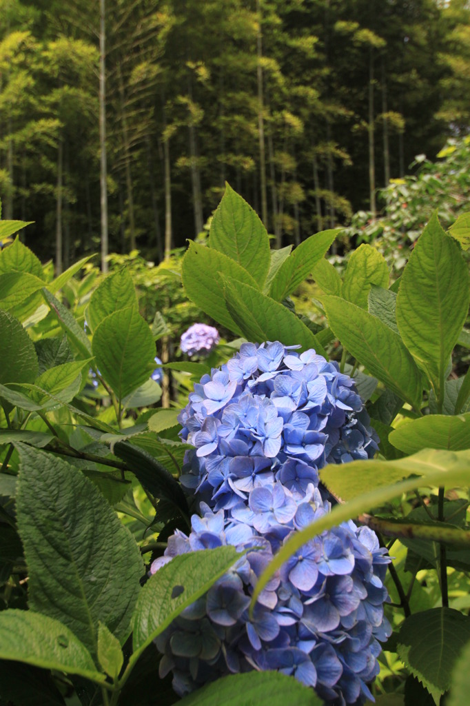 紫陽花