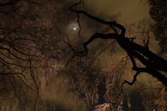 夜桜とお月さま