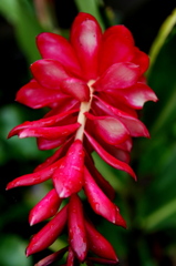 艶花