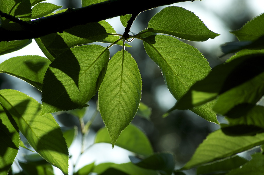 陽光