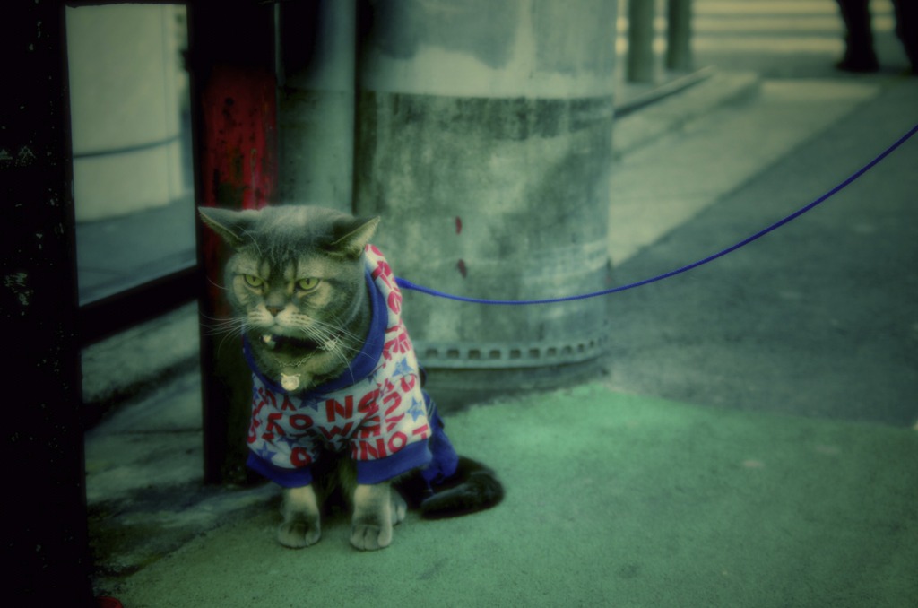 さんぽ猫