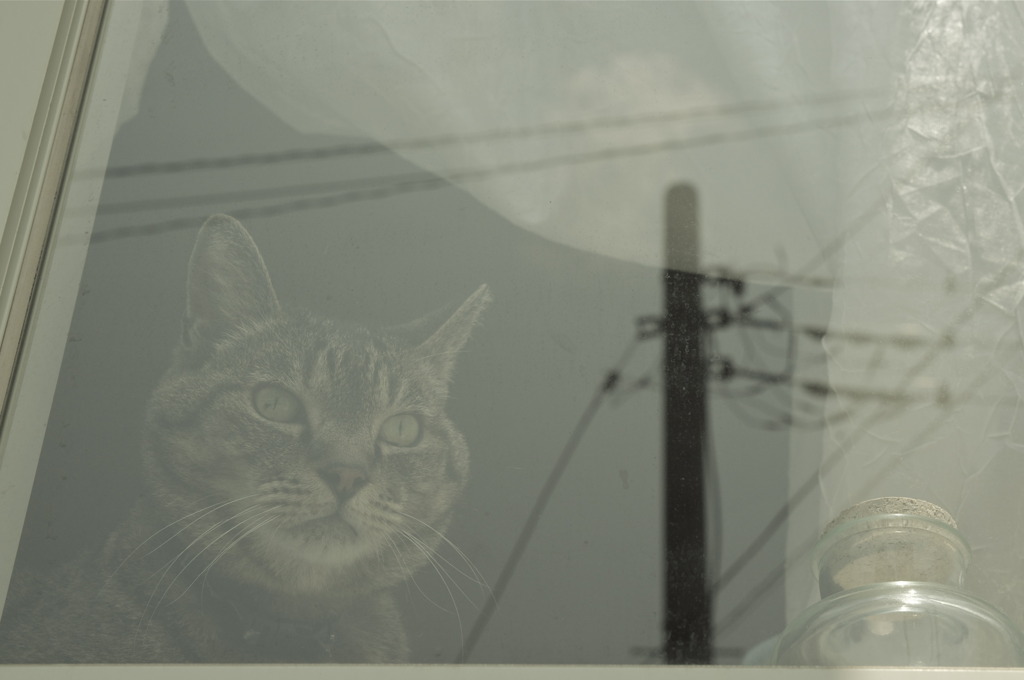 眺めるねこ