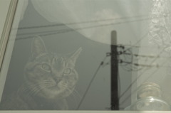 眺めるねこ
