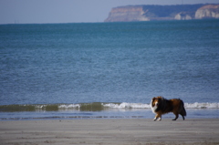 海岸にはやっぱ犬だね