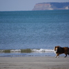 海岸にはやっぱ犬だね