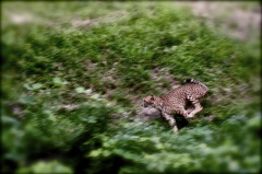RUN! RUN! RUN!