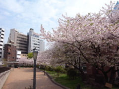 桜と鳩