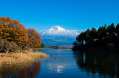 田貫湖より望む富士