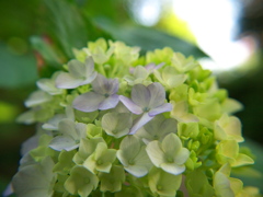 木陰の中で