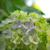 木陰の中で