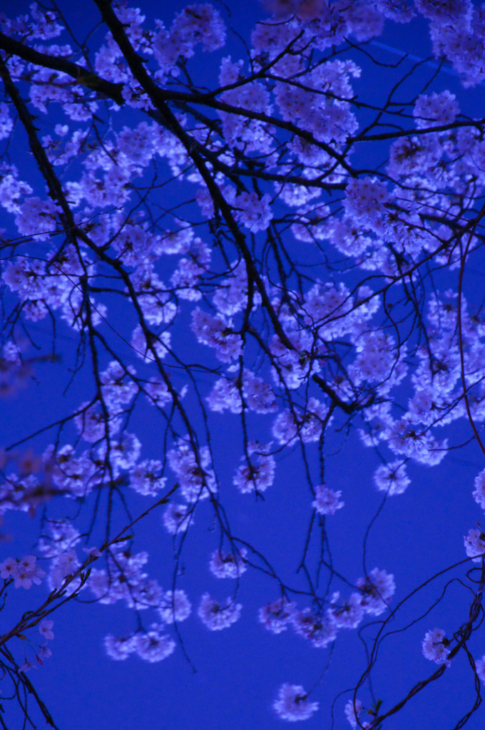 夜桜