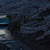 夜・桜・川
