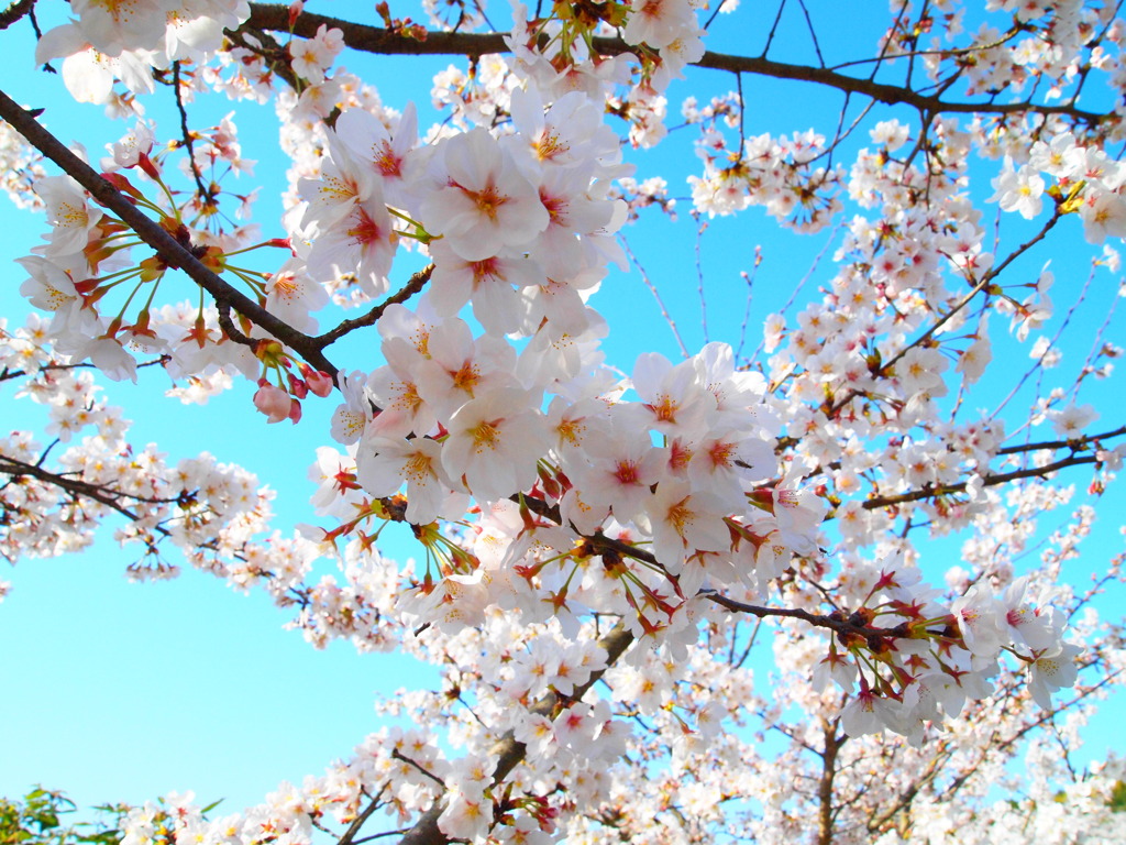 sakura