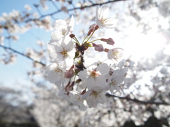 sakura3