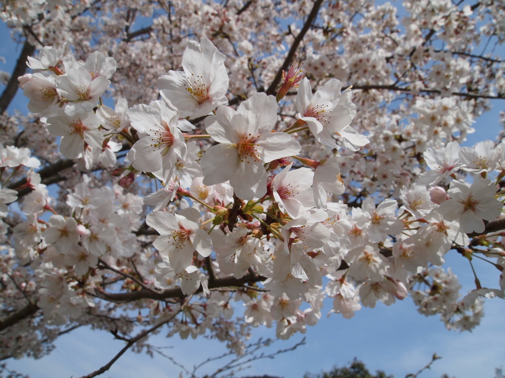 sakura2