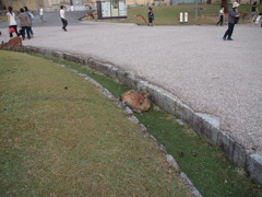 鹿2